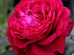 Роза флорибунда 4 ВЕТРОВ
